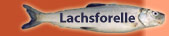 Kieler Lachsforelle